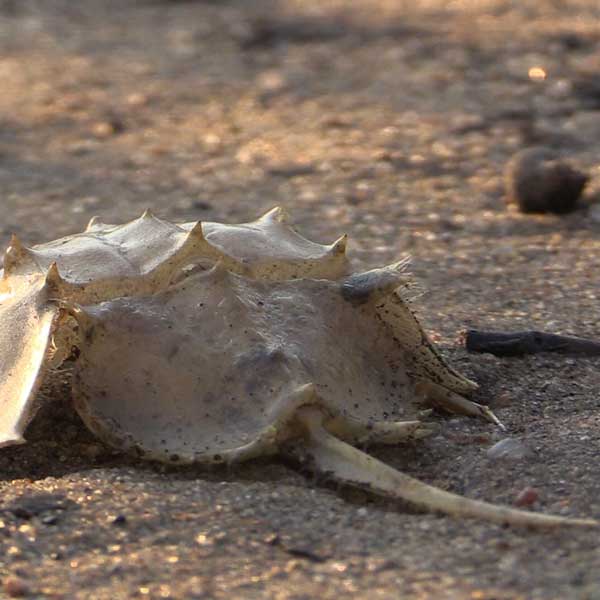 The Status of Horseshoe Crabs