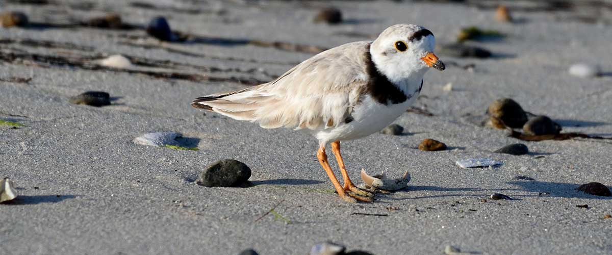 Piping Plover Hero